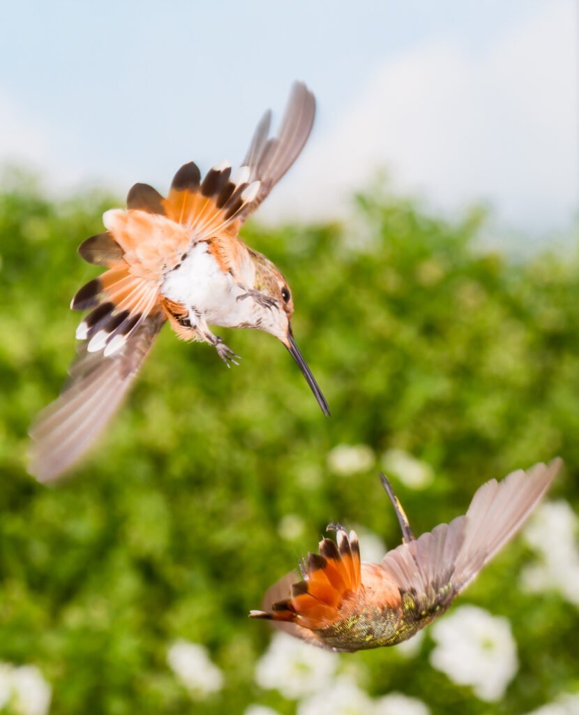 Juvenile female Allen's Hummingbirds fighting