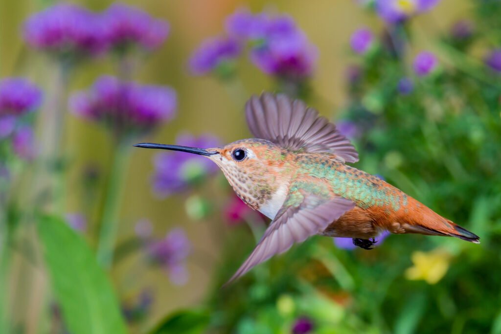Feale Allens Hummingbird flying among purple flowers-1.jpg