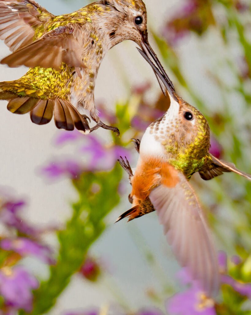 Closeup of a mid-air fight