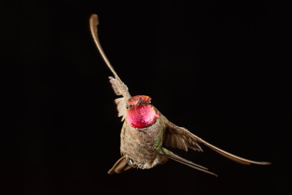 Hummingbird-145.jpg
