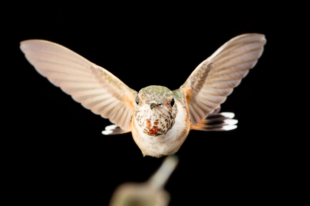 Hummingbird-98.jpg
