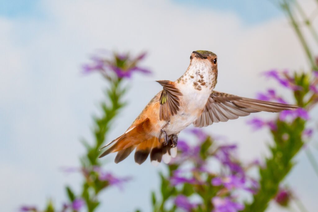 Juvenile Male Allens Hummingbird flying among purple flowers-2.jpg