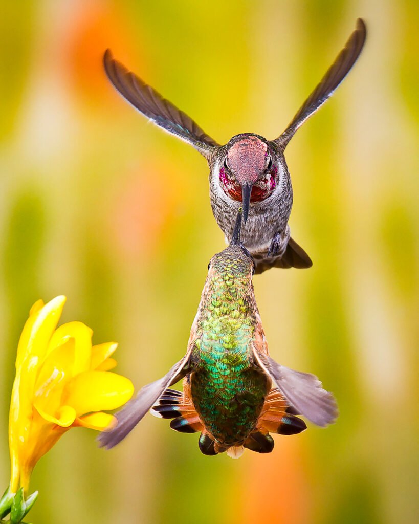 Male Allens and Annas Hummingbirds fighting-Enhanced.jpg