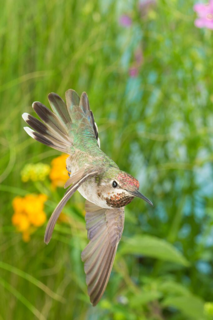 Male Annas Hummingbird in Flight-35.jpg