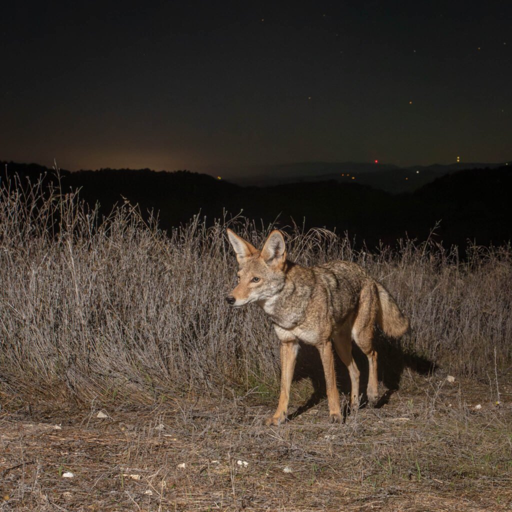 WCC OctNov 25-16.jpg