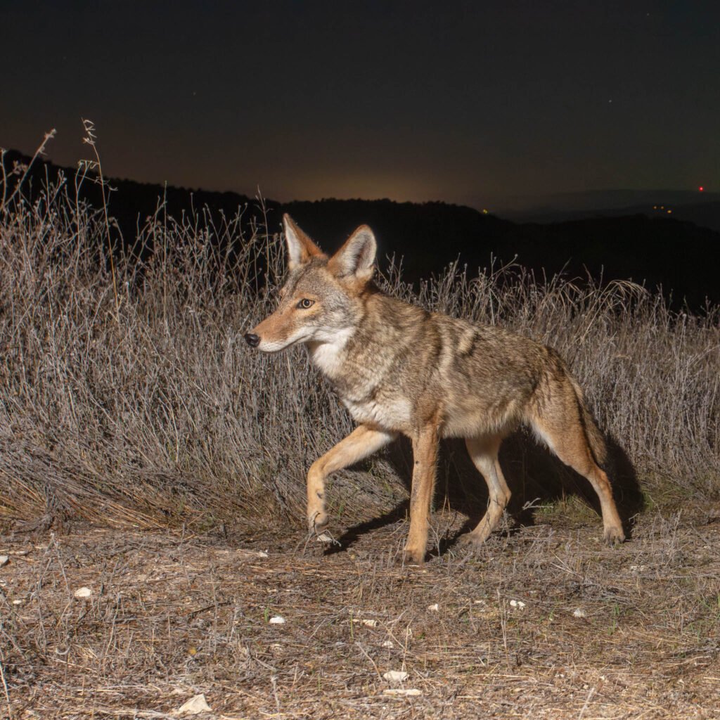 WCC OctNov 25-17.jpg