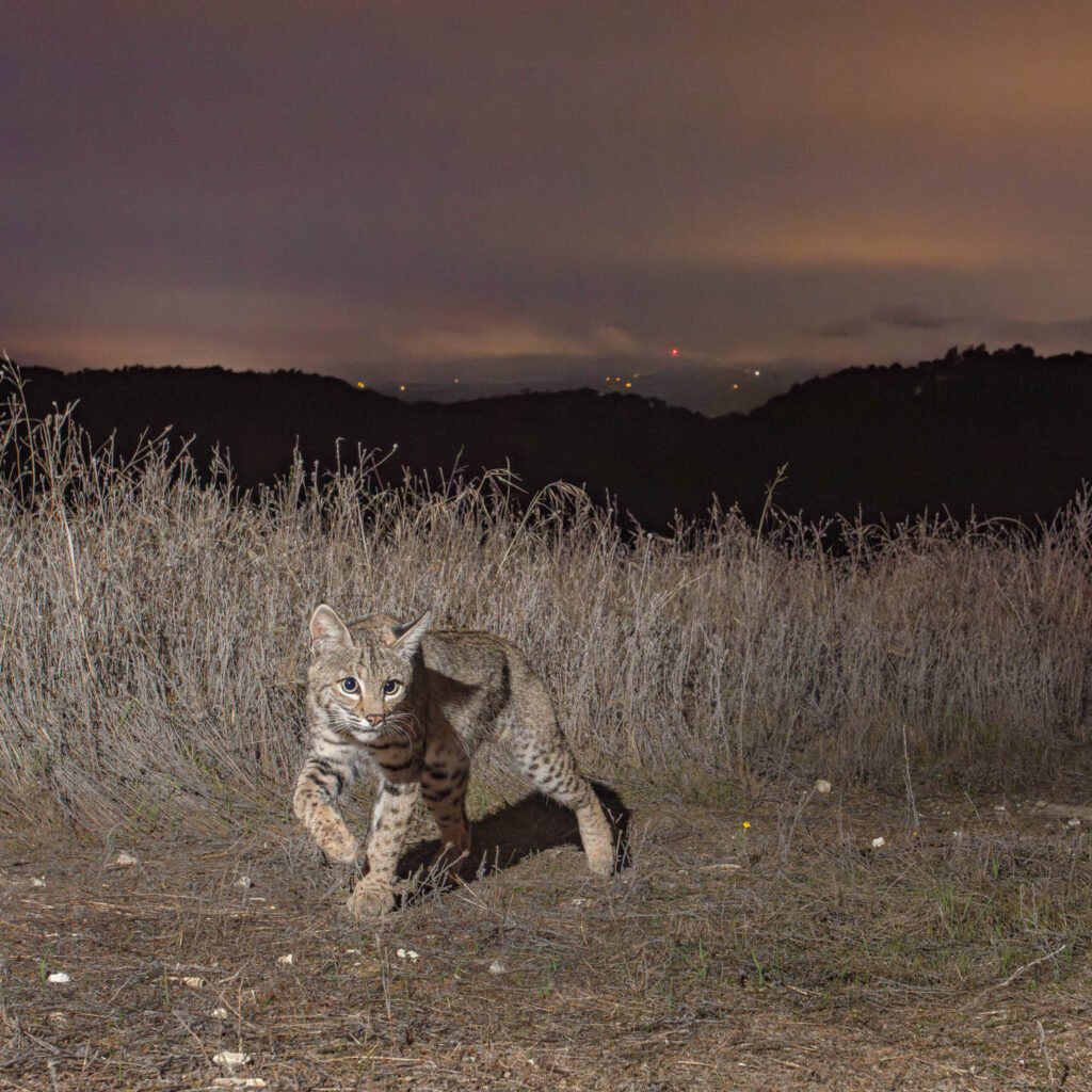 WCC OctNov 25-32.jpg