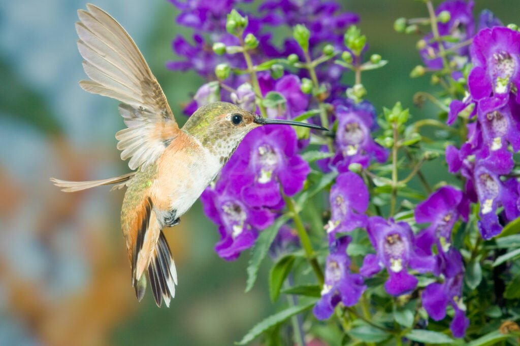 hummingbird-1-Edit.jpg