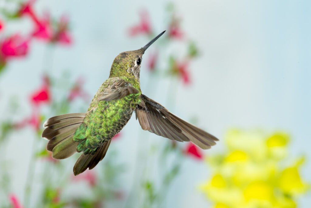 hummingbird-13.jpg