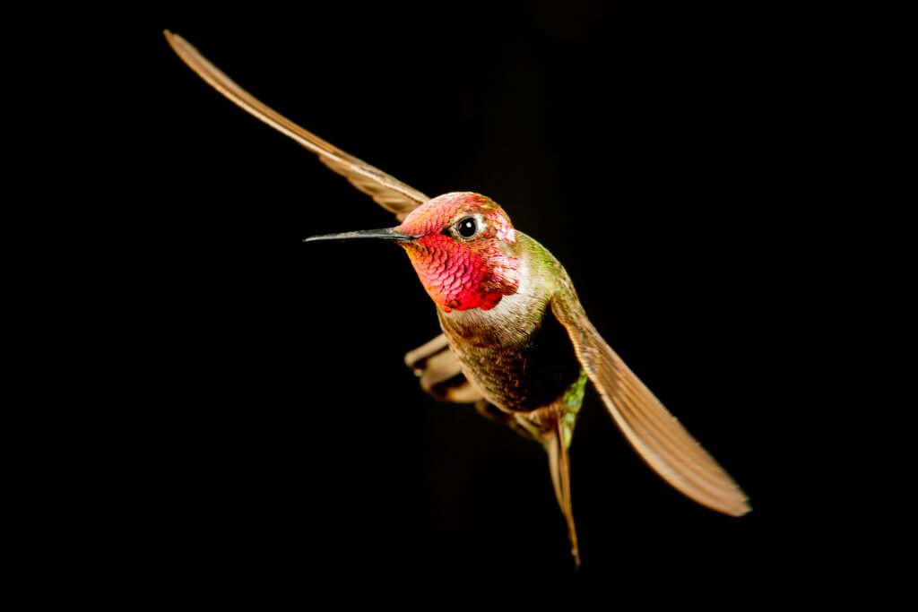 hummingbird-52.jpg