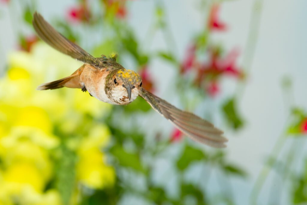 hummingbird-9.jpg