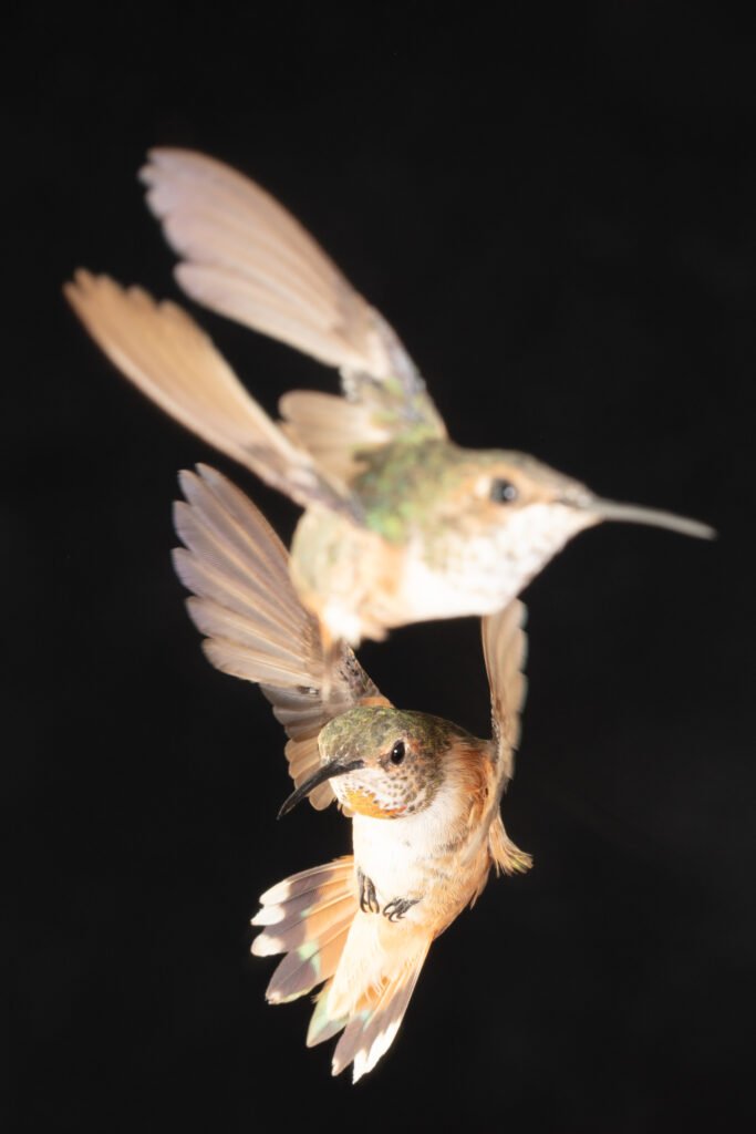 hummingbirds-2.jpg