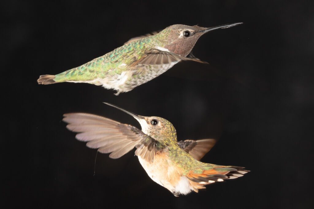 hummingbirds-3.jpg