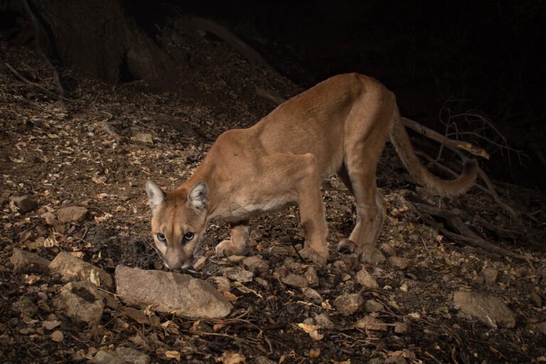 Mountain lion - camera trapping