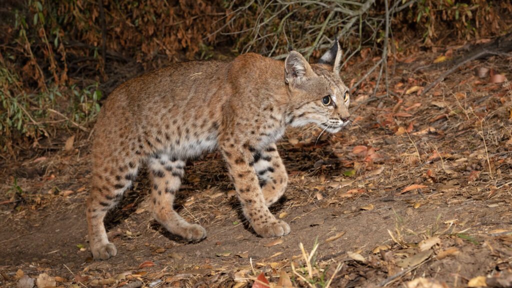 Barham Aug Sep 2020 -15.jpg