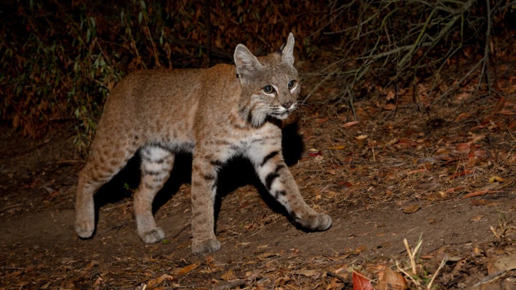 Barham Aug Sep 2020 -30.jpg