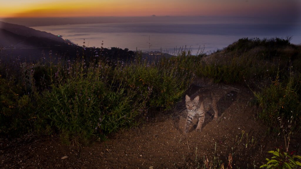 Francisco May 2020 016.jpg