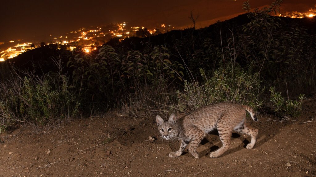 Malibu Apr  2021 010.jpg