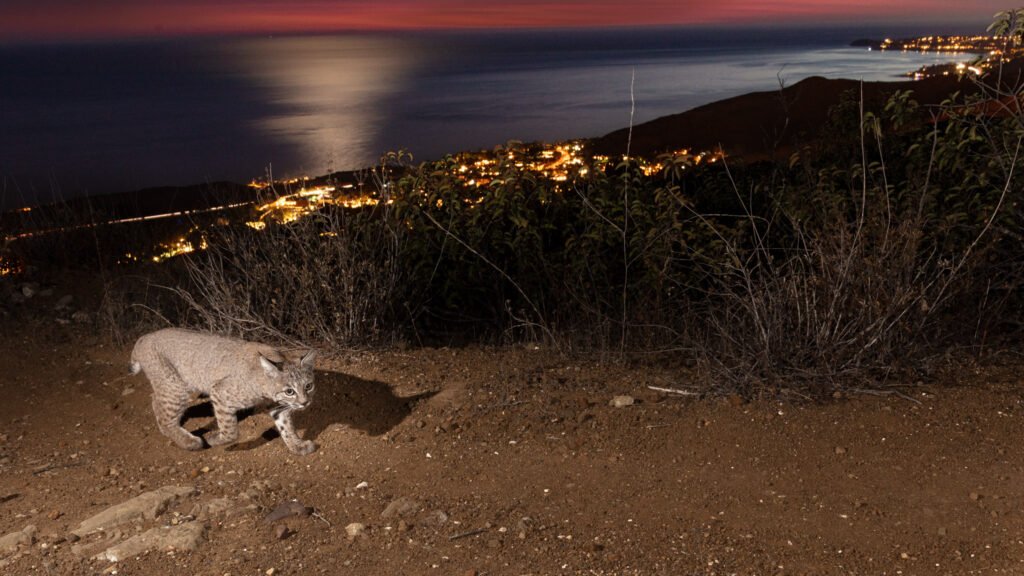 Malibu Bobcat Nov 2022 008.jpg