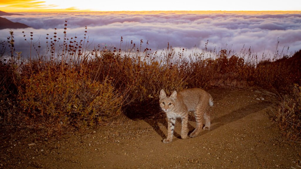 Malibu Late Nov 2020 001.jpg