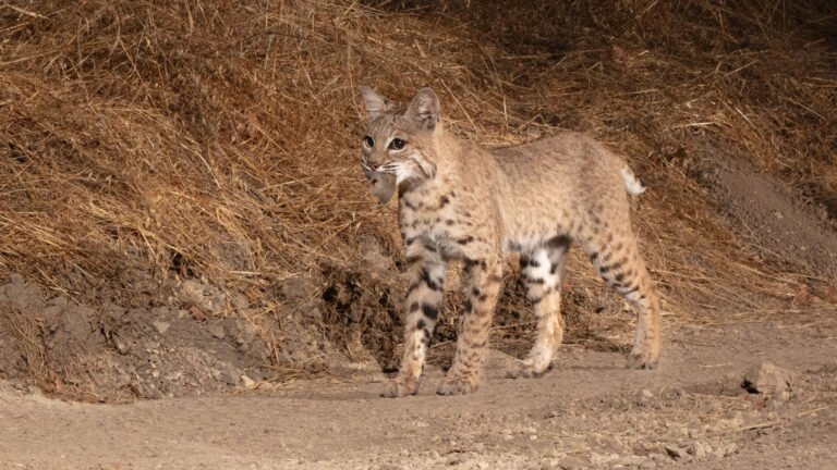 Niner mid Oct 2024-34