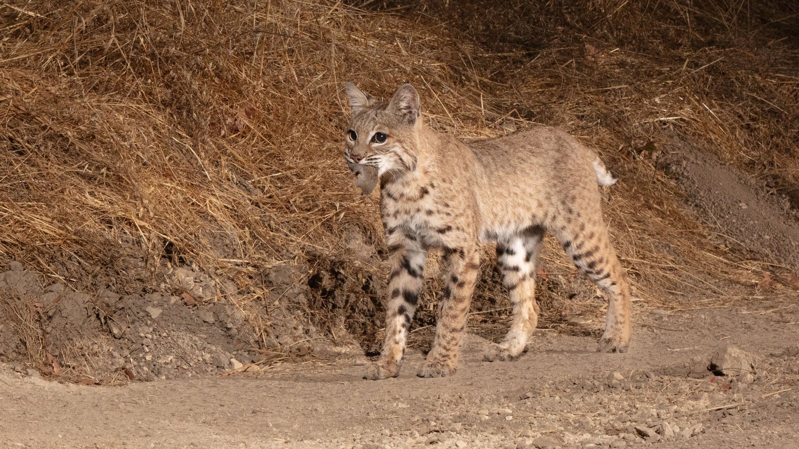 Niner mid Oct 2024-34