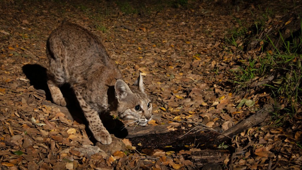 P22 Mar 22-27  2021 009.jpg