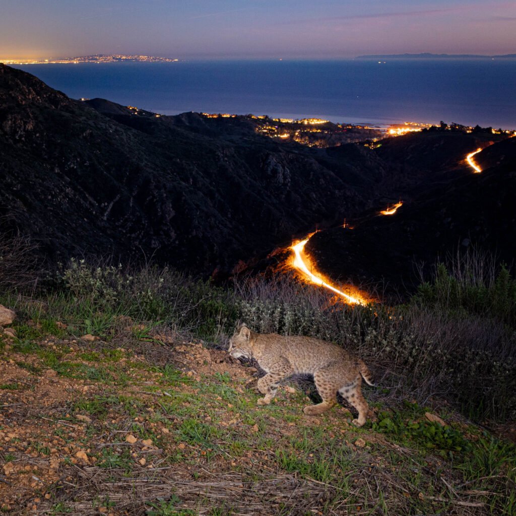 Piuma Bobcat JanFeb2021-2.jpg