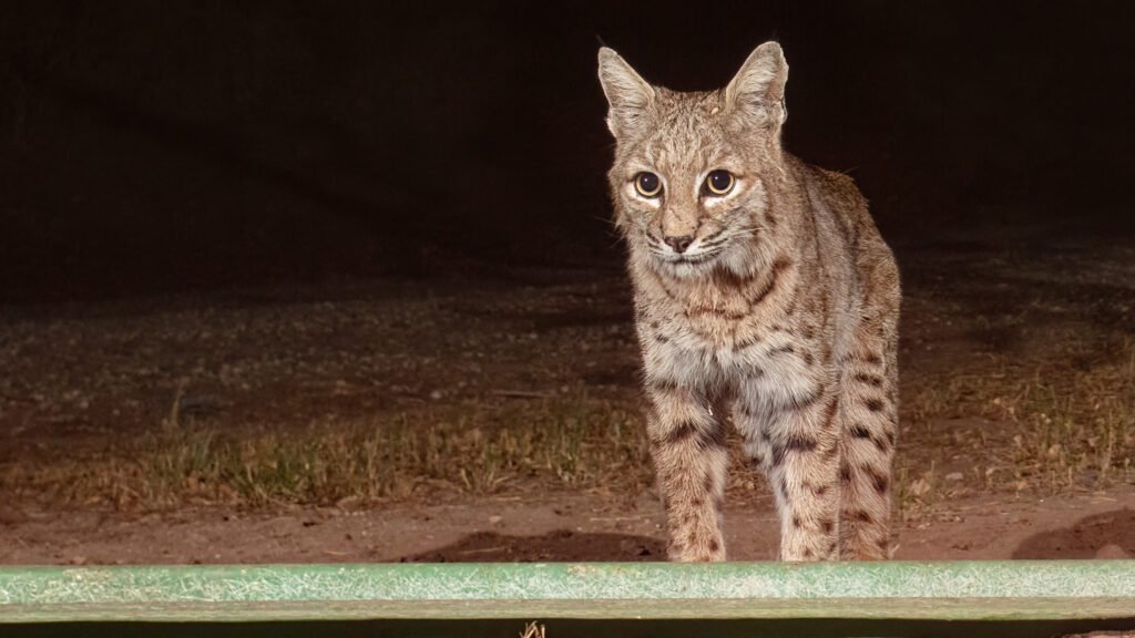 SSFL Various AugSepOct 2022 201-Edit-Enhanced.jpg