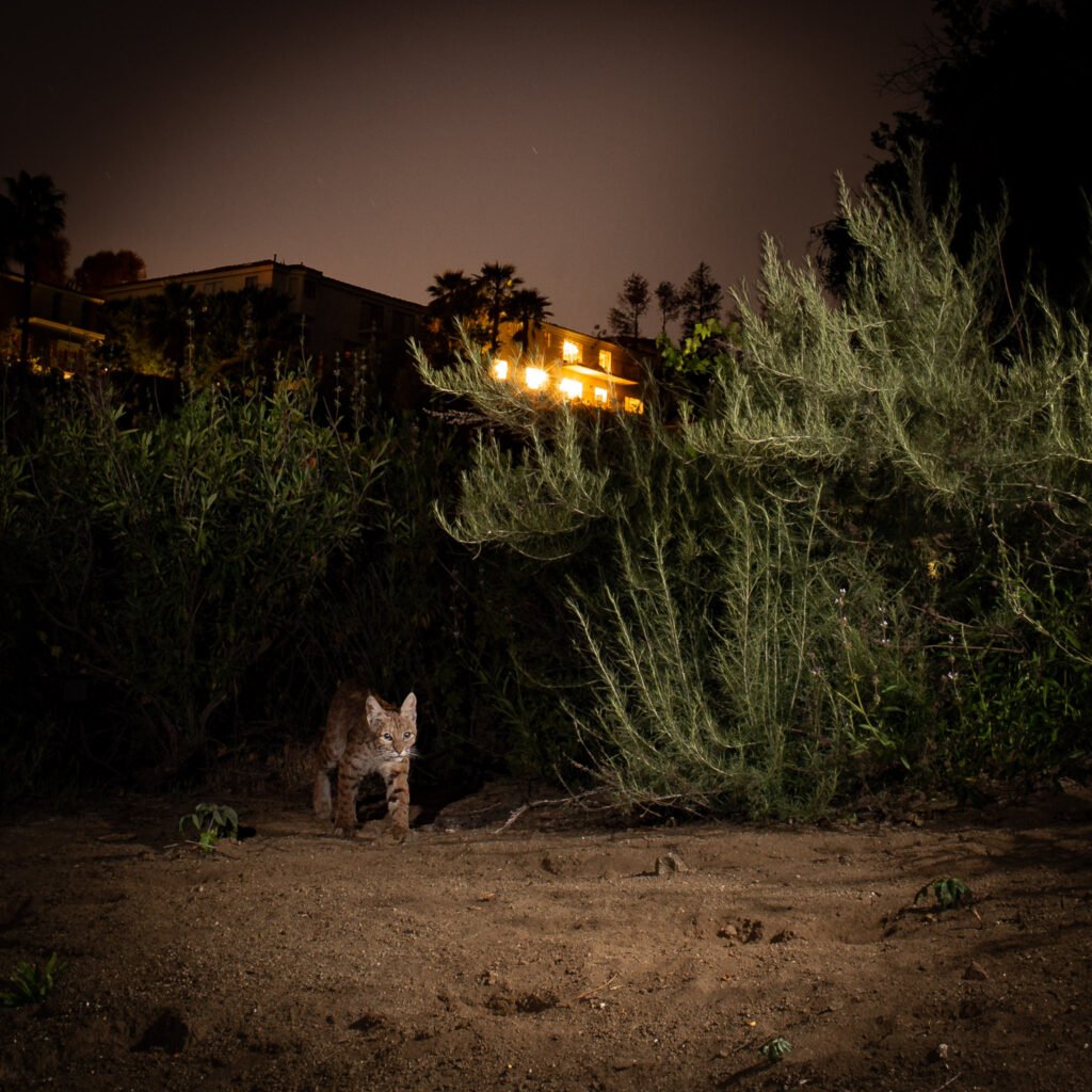 Verdugo Oaks Ranch-6.jpg