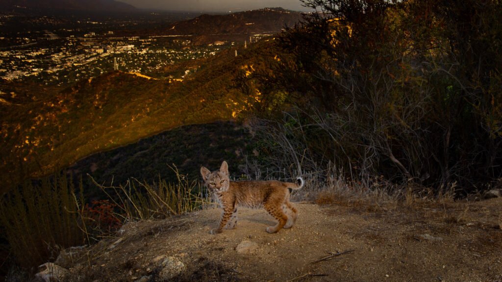 Bobcat kitten. Glendale, Los Angeles, CA. Cognisys Scout trigger.
