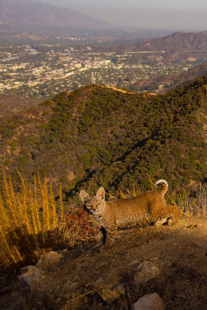 Bobcat kitten. Evening. Glendale, Los Angeles, CA. Cognisys Scout trigger.