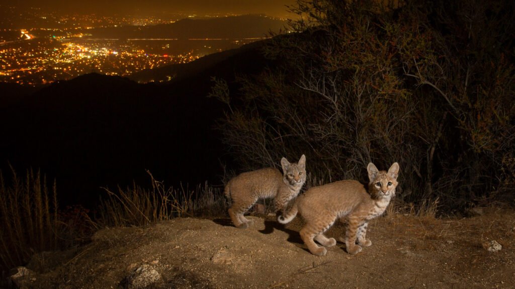Bobcat kittens. Glendale, Los Angeles, CA. Cognisys Scout trigger.