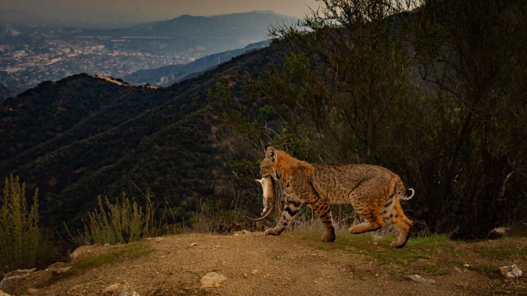 Bobcat with prey, daytime. Glendale, CA.