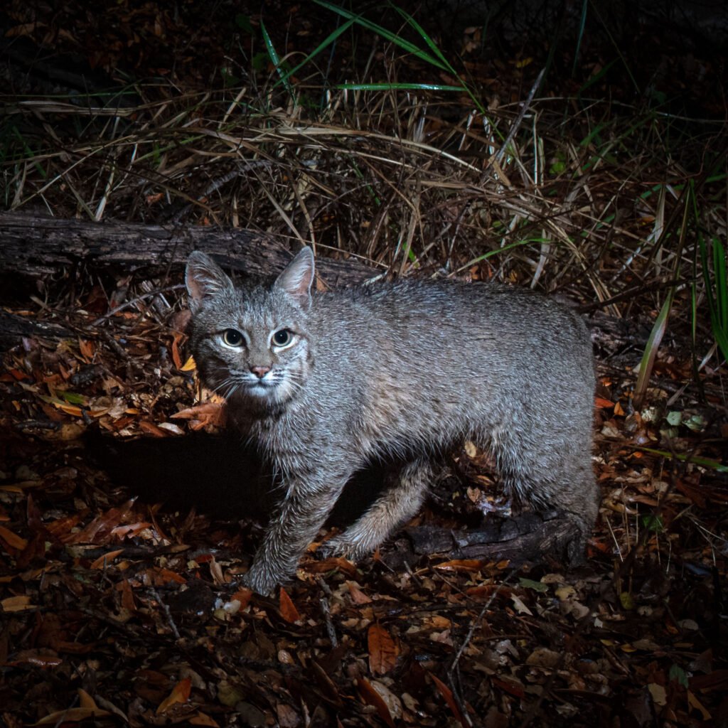 bobcat topanga oct 2021 003.jpg