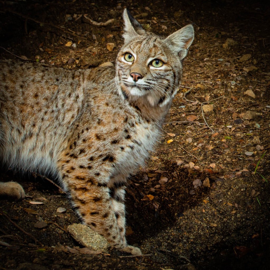 Bobcat portrait - Cognisys Scout