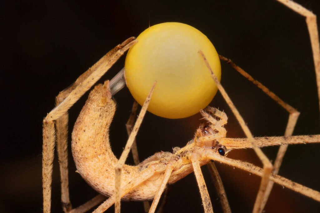 Manu Day 5 eve (92).jpg