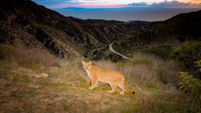 Mountain Lion Piuma Mar 2021 TDN-1