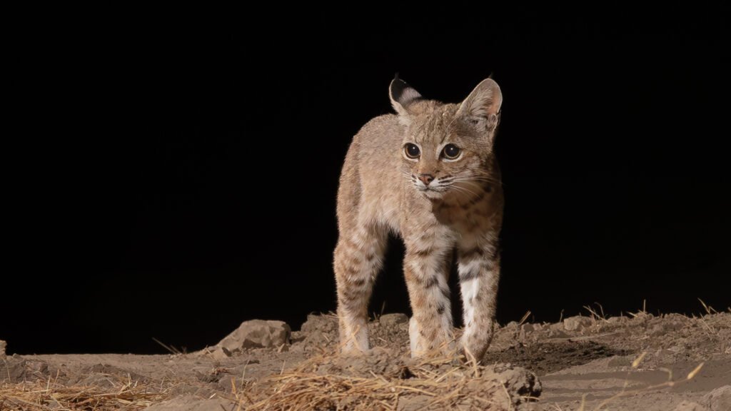 Niner August 2024-2-Enhanced-NR.jpg