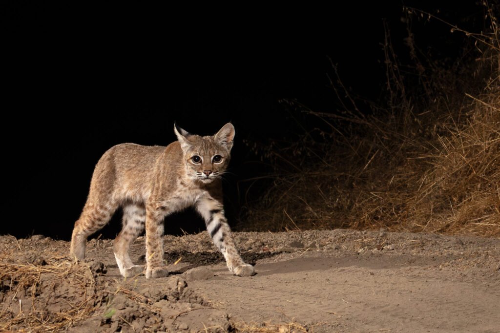 Niner August 2024-3-Enhanced-NR.jpg