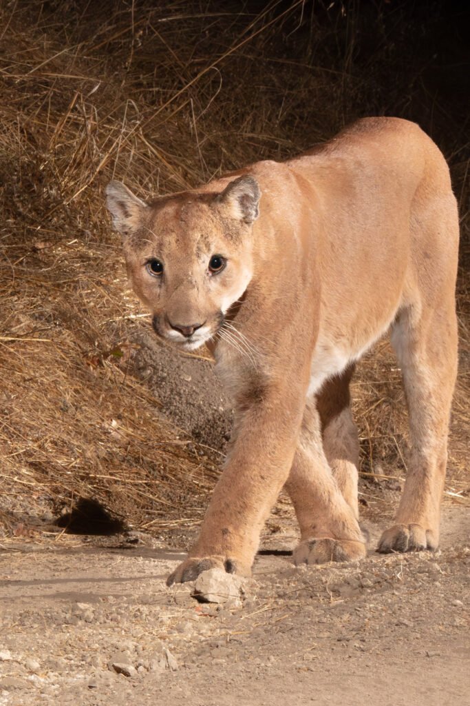 Niner Early October 2024-18.jpg