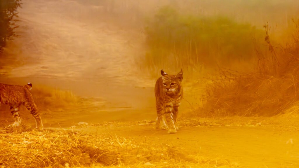 Niner Sep 2024-22-Enhanced-NR.jpg