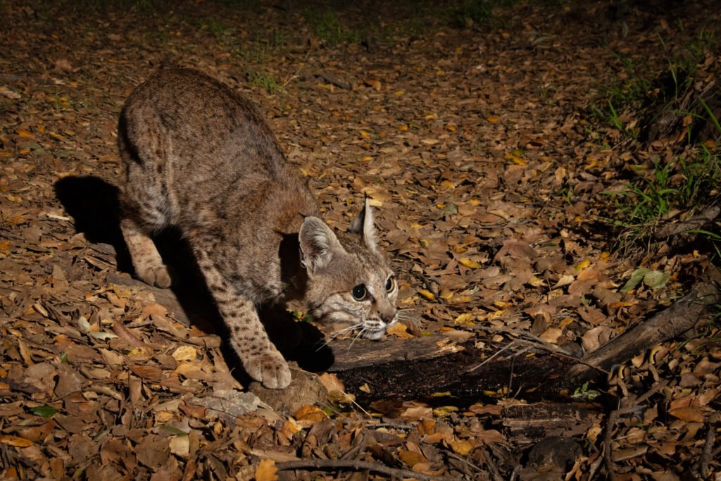 P22 Mar 22-27  2021 009.jpg