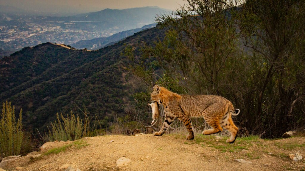 Bobcat with prey, daytime. Glendale, CA.