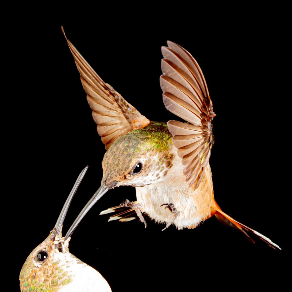 hummingbirds-48.jpg