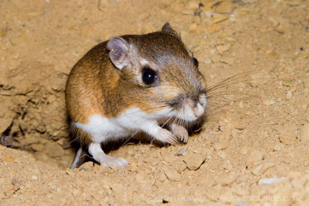Dipodomys sp. Kangaroo Rat