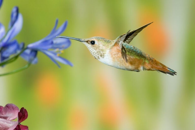 Female Allen's hummingbird flying near agapanthus flower. The high speed flash has frozen the wings, and you can see the curve in the wing