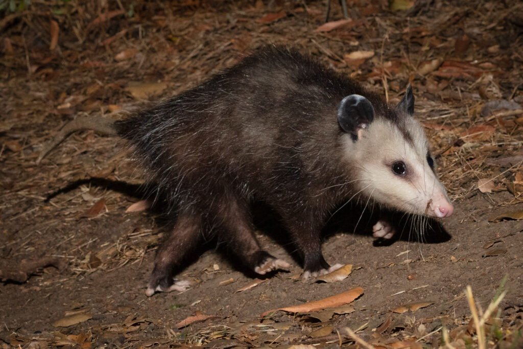 Barham Aug Sep 2020 -42.jpg