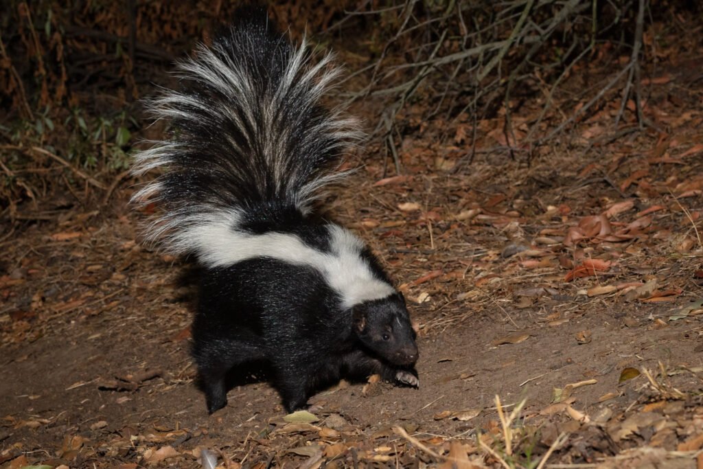 Barham Aug Sep 2020 -58.jpg