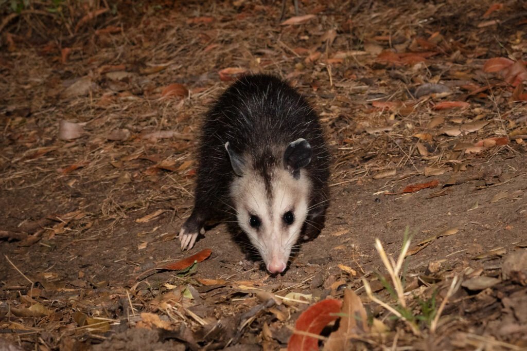 Barham Aug Sep 2020 -9.jpg